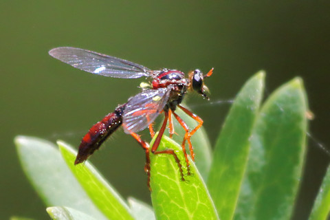 Robber Fly (Daptolestes sergius) (Daptolestes sergius)